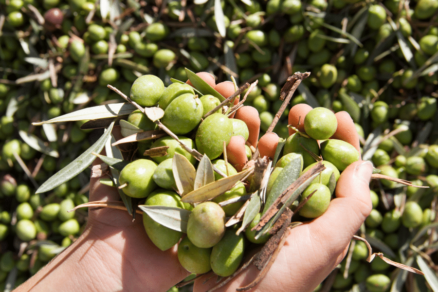 oliveoil_5